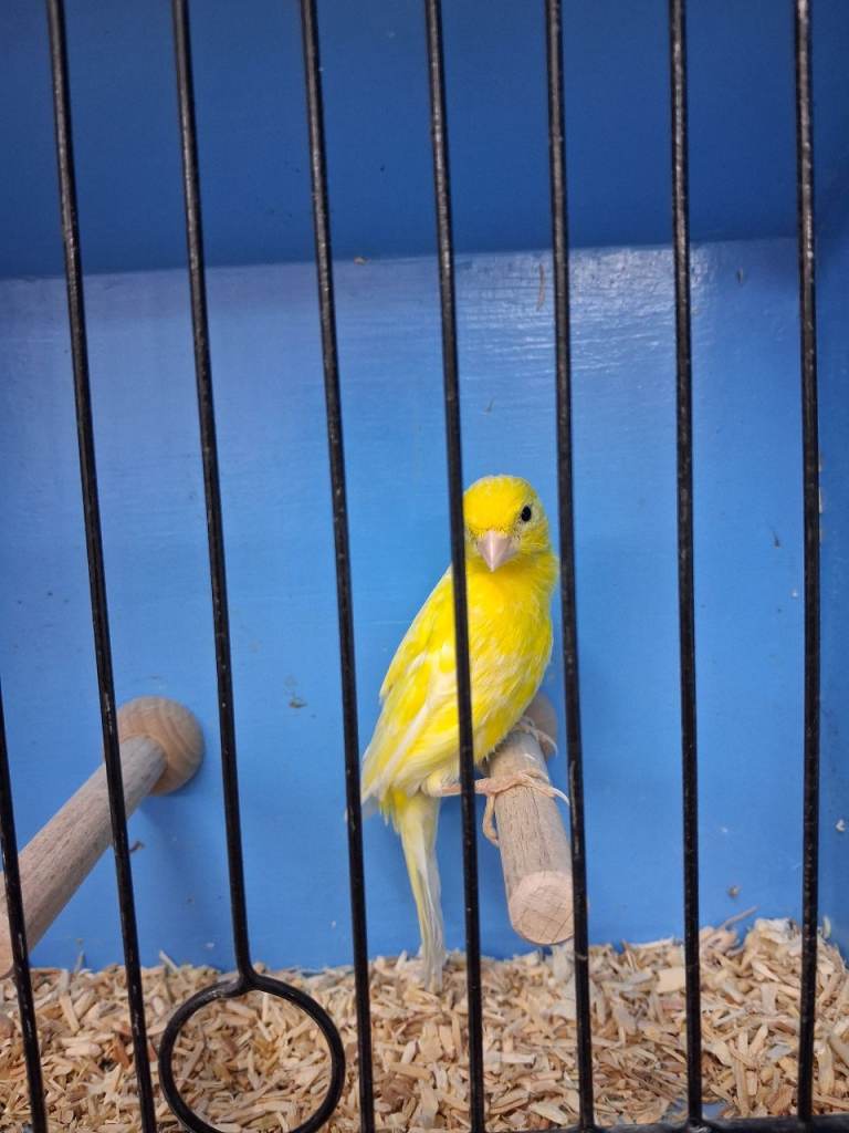 Irish fancy canaries 