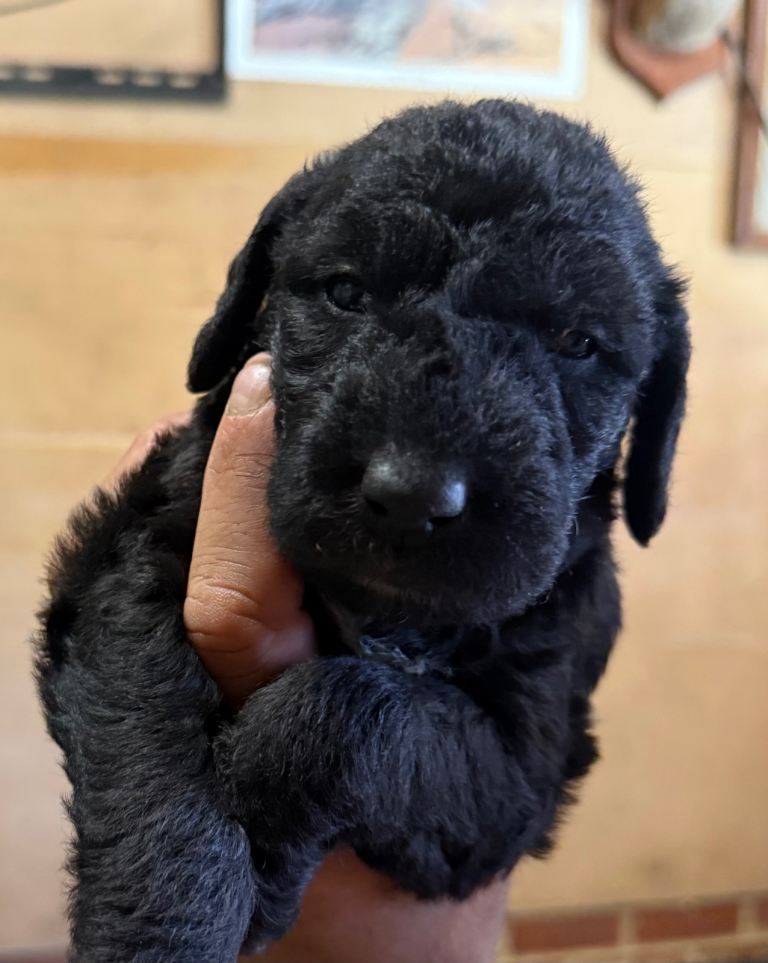 Bedlington x whippet Lurcher puppies puppy