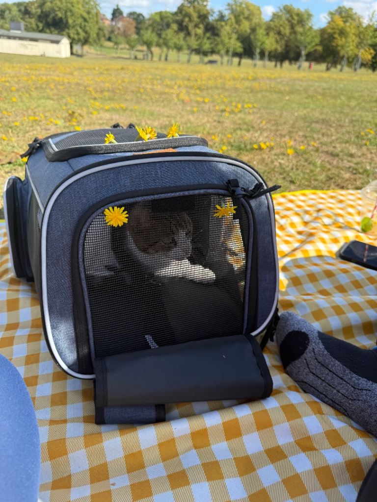 Help find a forever home for Mila💕🐱