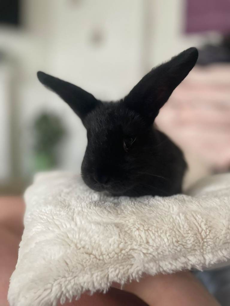Minilop x baby bunnies 