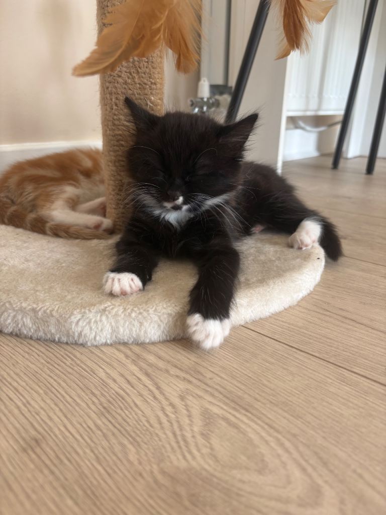 Two kittens 