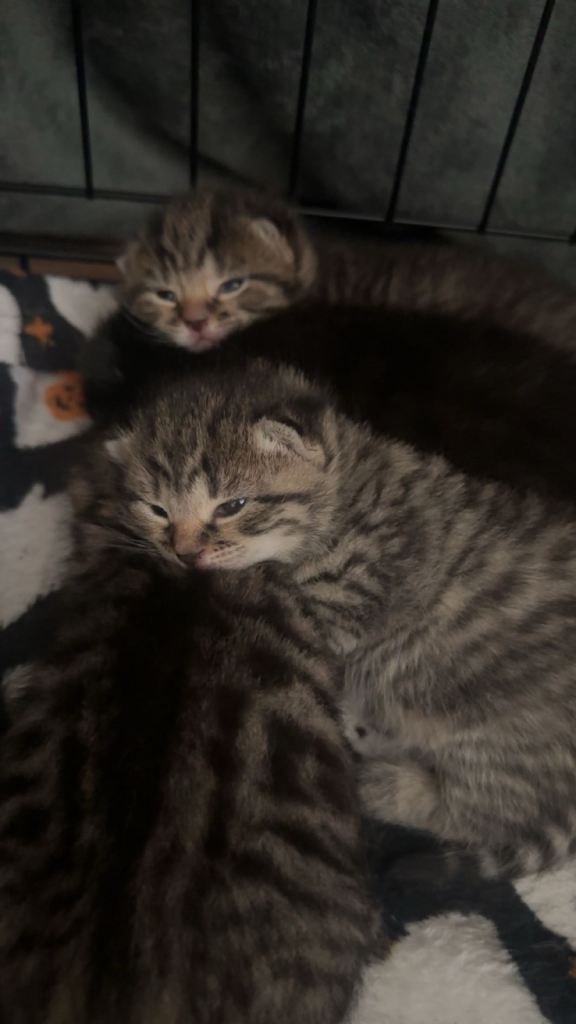 16 day old Kittens