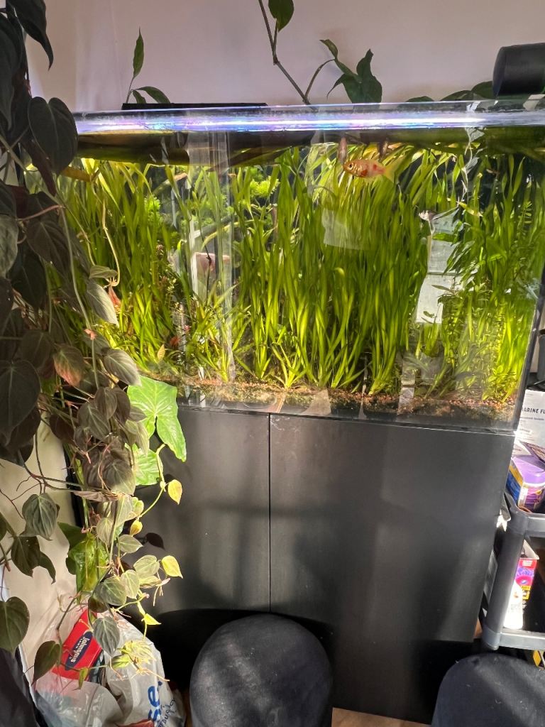 Red Sea Fish Tank 3foot - Collection only