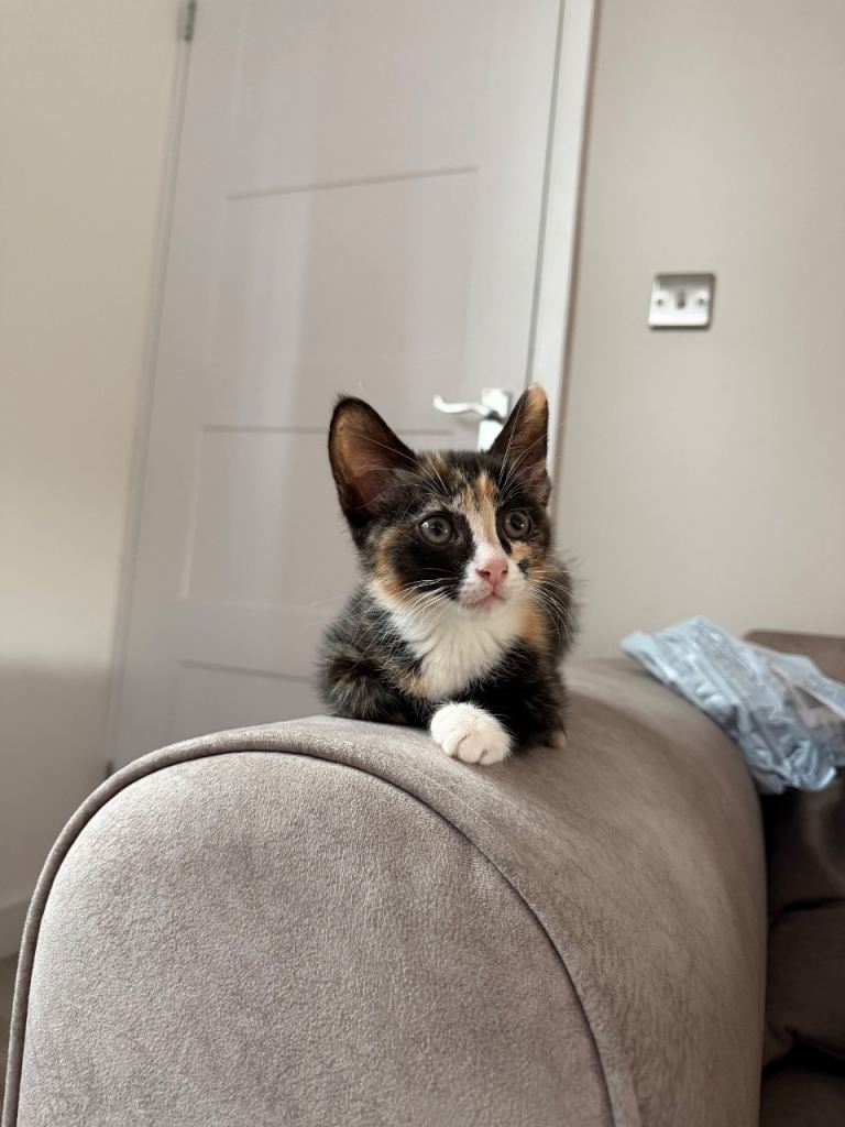 Kittens