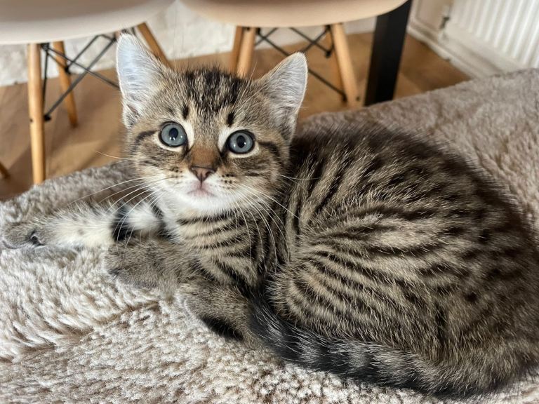 Stunning kitten from Half Russian Blue / Maine Coon heritage (READY NOW)