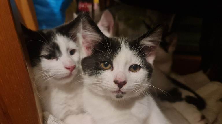 Beautiful male kittens 😸 