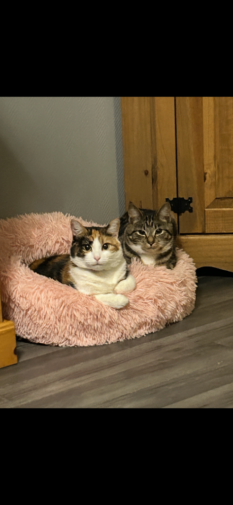 Beautiful girls desperate for a new loving home 