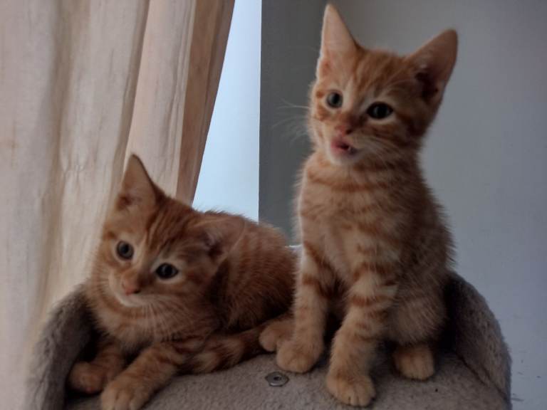 4 boys, 3 girls, kittens 8 weeks ready to go now 