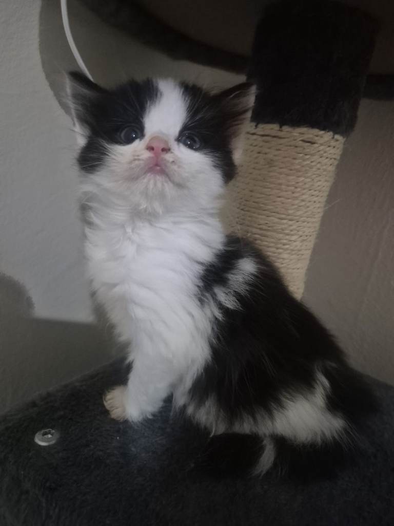 Black and white kittens for sale