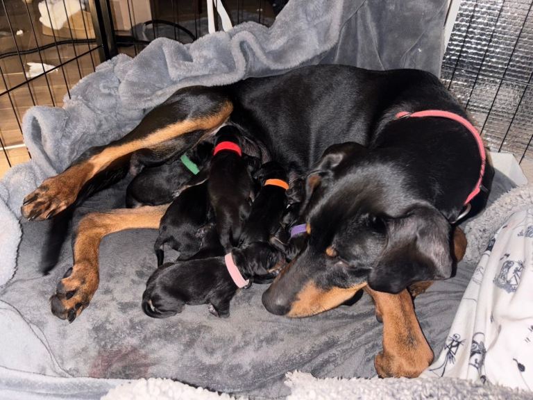 Unique Dobermann Puppies