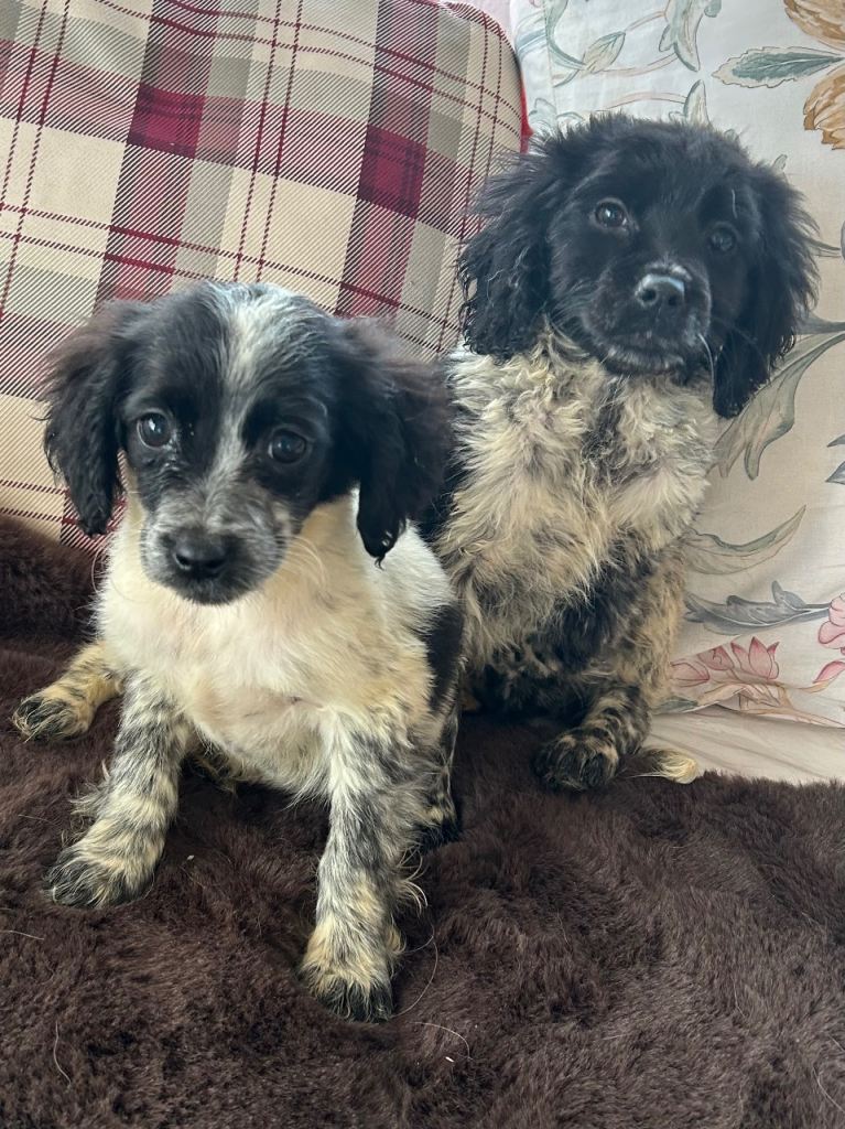Stunning cockapoo puppies 