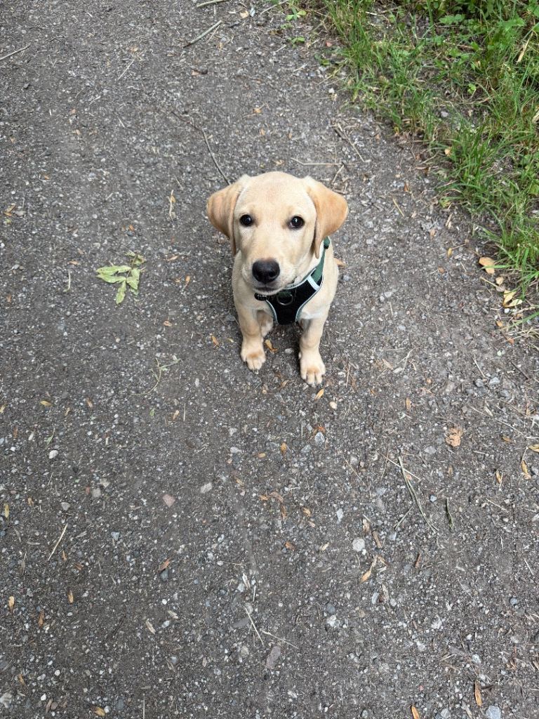 Labrador Puppy (16 weeks old)