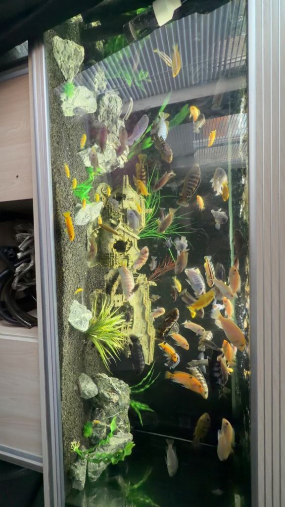 Adult cichlids for sale 