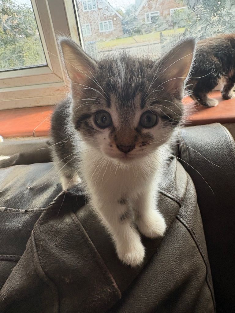 Kittens 