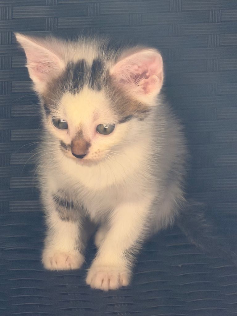 Cats for sale 