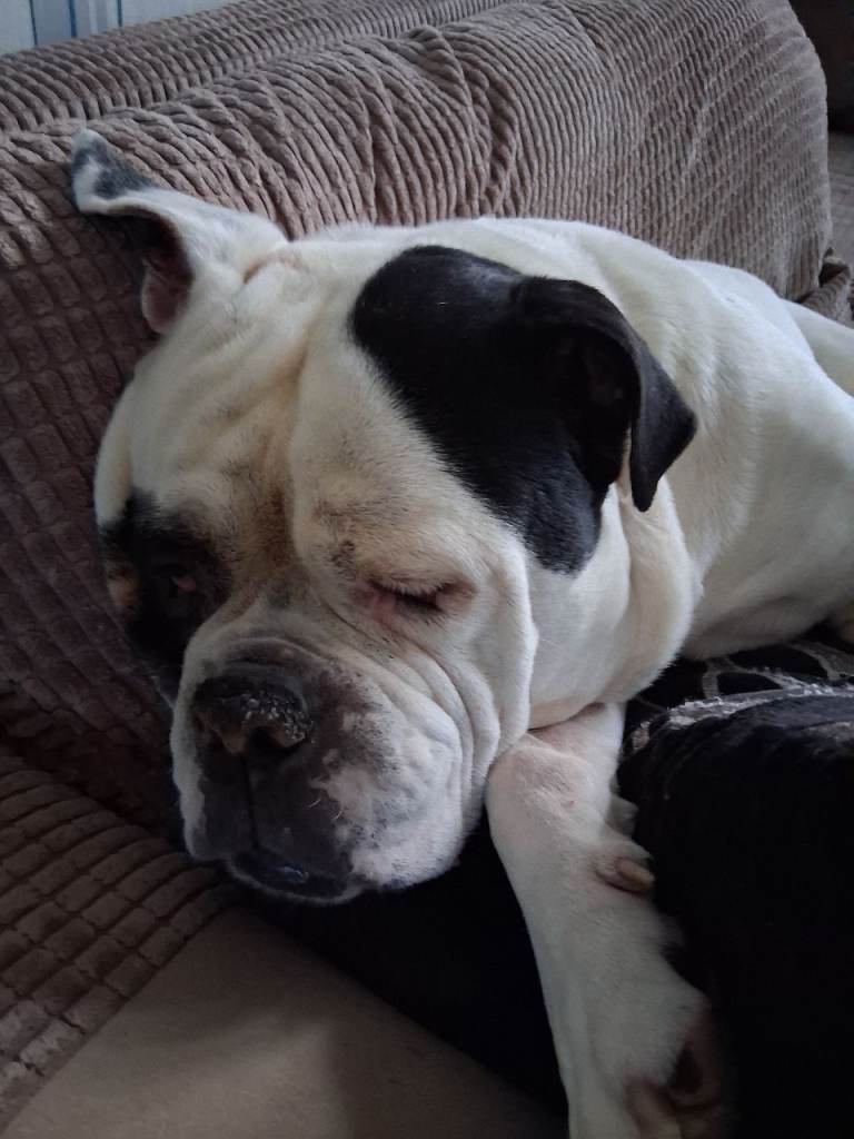 Staffy x for loving home