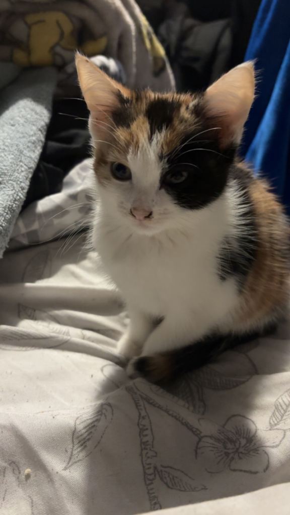 2 beautiful kittens for sale 