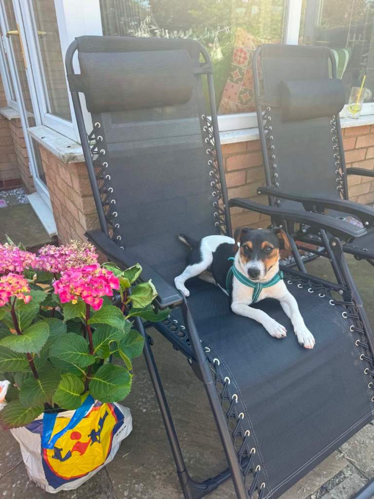 Jack Russell Pup 