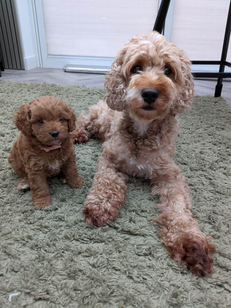 Cockapoo Puppies - Ready May half term.