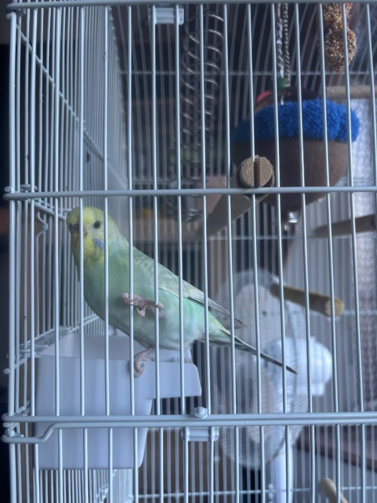 Budgie with cage, food and accessories 