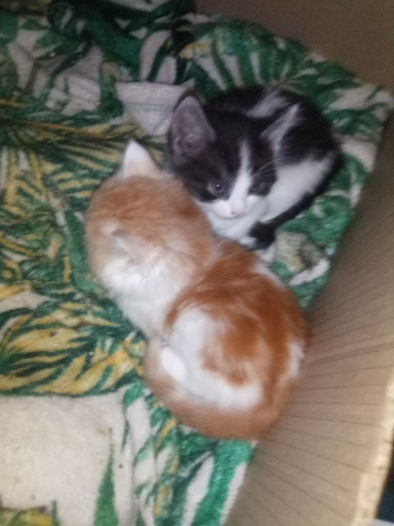 Kittens 