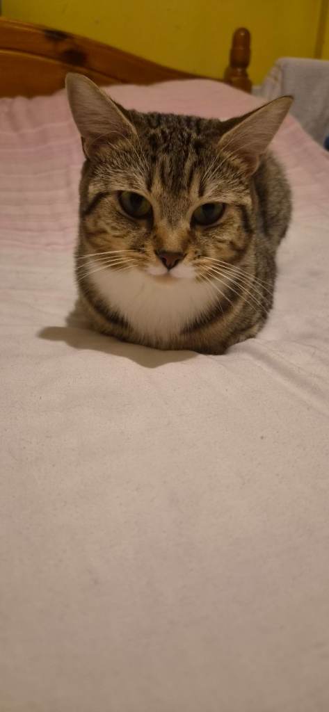 Please help us find our missing cat!