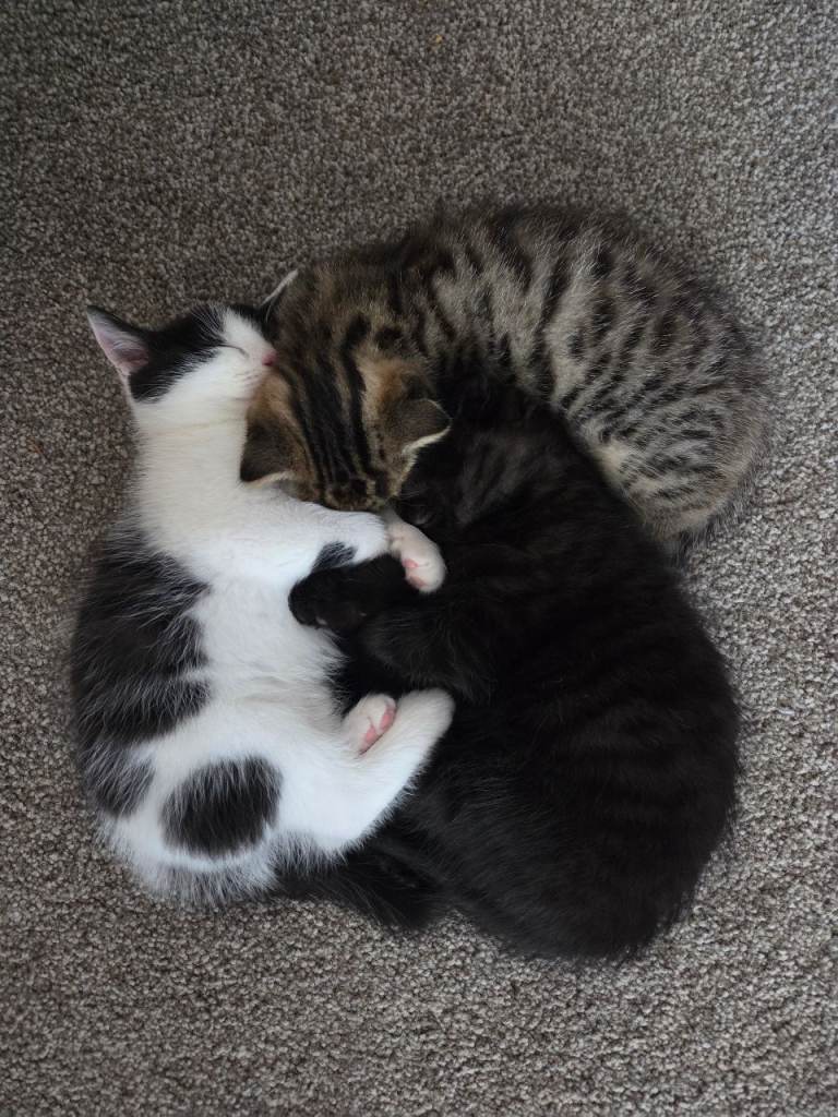 Kittens! See Pics 
