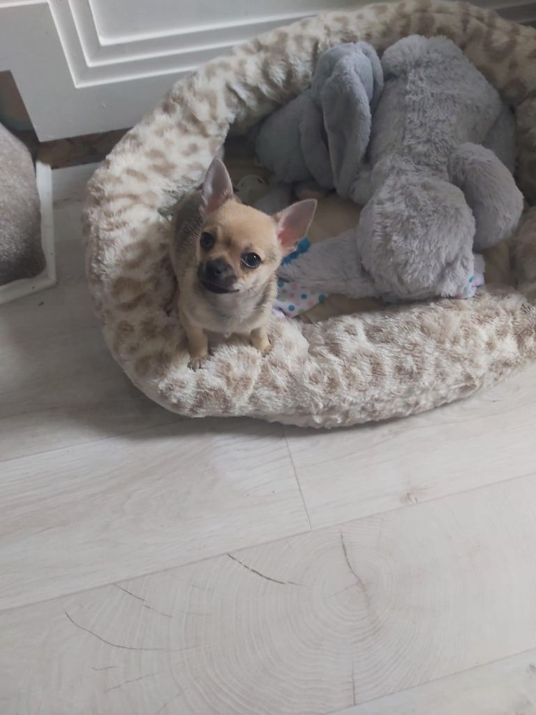 Male puppy chihuahua 
