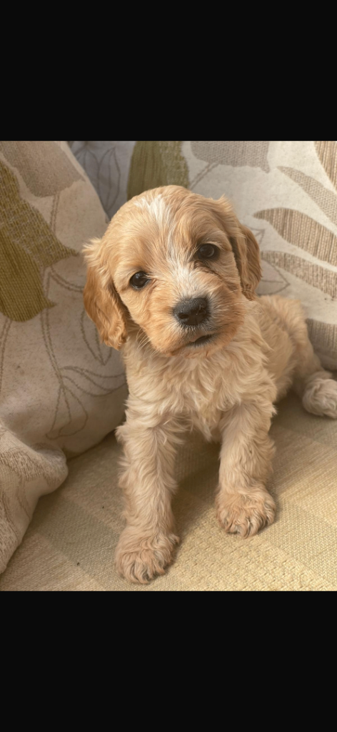 Cockerpoo X Cocker spaniel puppies