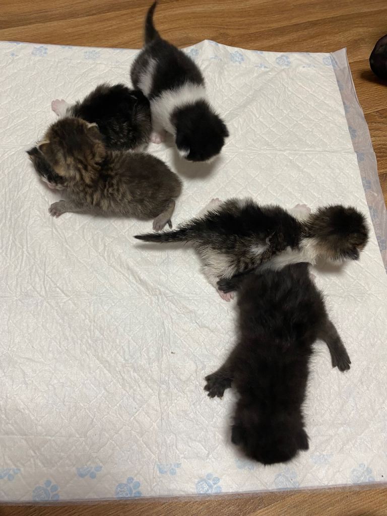 Kittens 