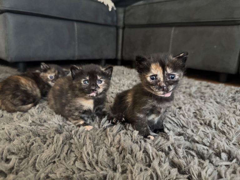 Kittens for Sale