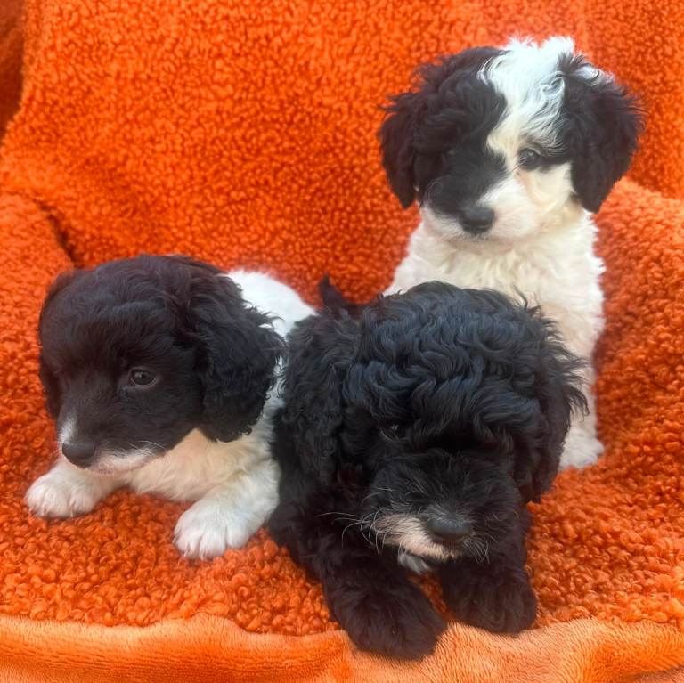 Cockapoo puppies 