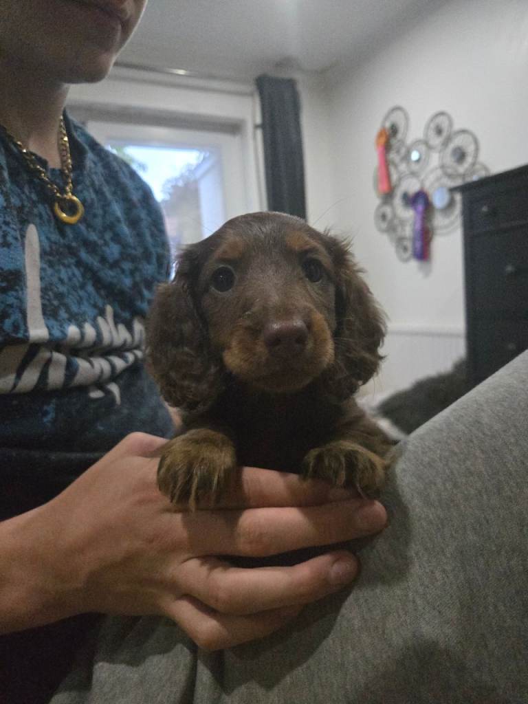 Long haired Miniature Dachshund puppies 