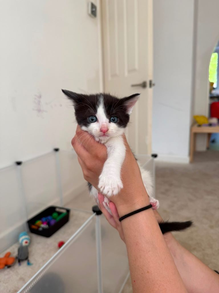 Kittens looking for a loving home