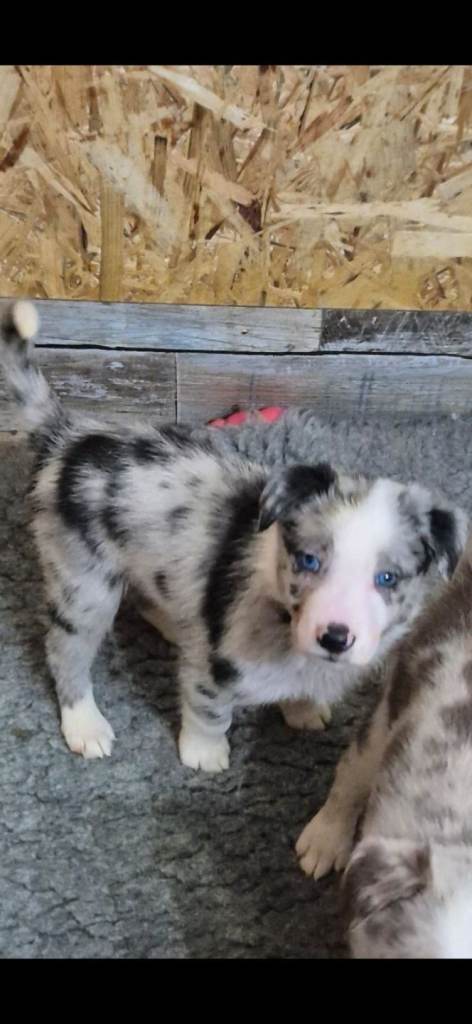 9 week old male border collie 