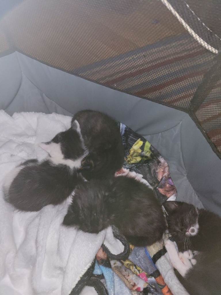 Kittens 