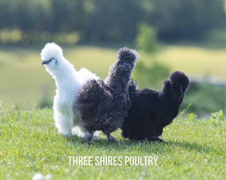 Silkie Bantams