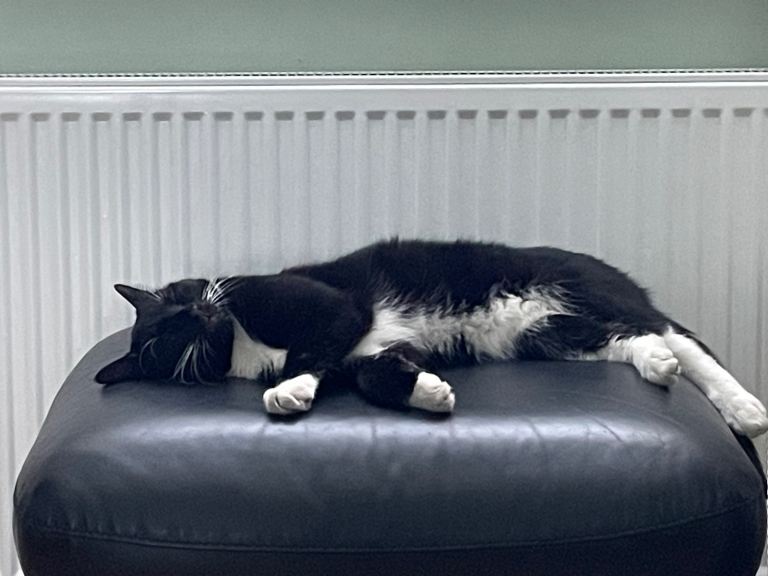 3 Year Old Male