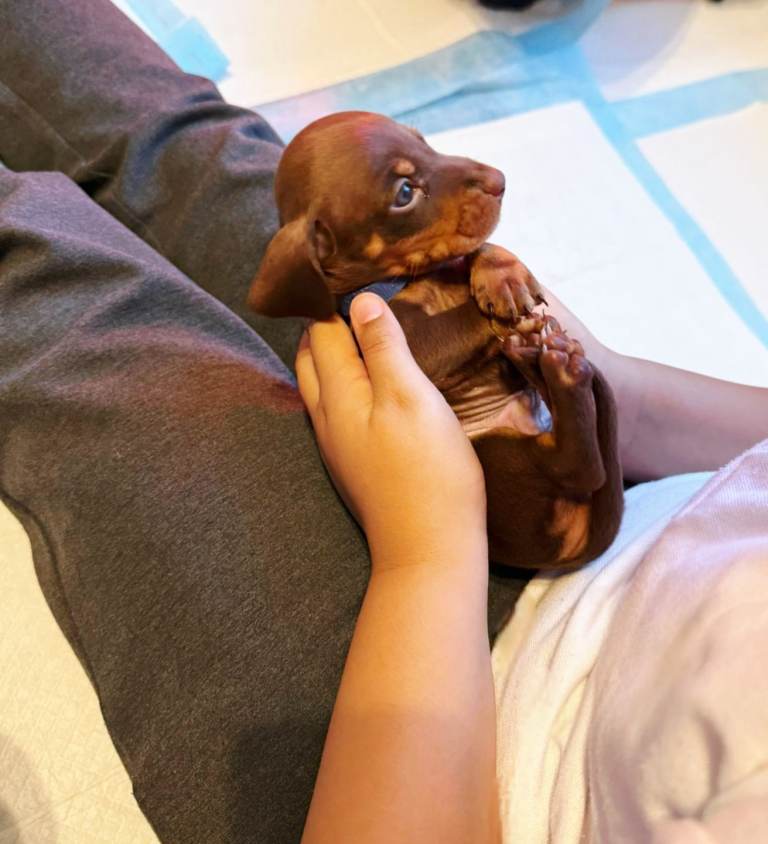 Gorgeous dachshunds ready for new homes