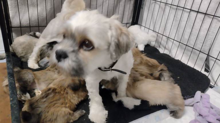 8 Lhasa Apso puppies for sale - 6 boys & 2 girls - Louth, Lincolnshire - KC certified 
