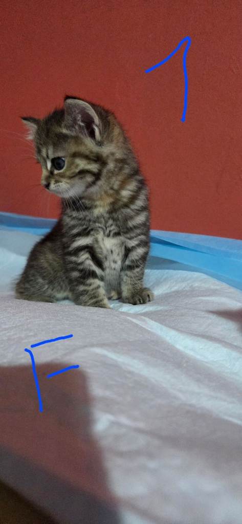 3 Female Kittens £75 , 1 boy £ 80