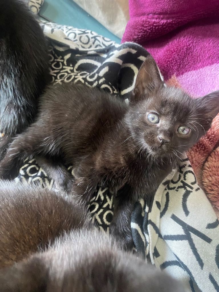 black kittens
