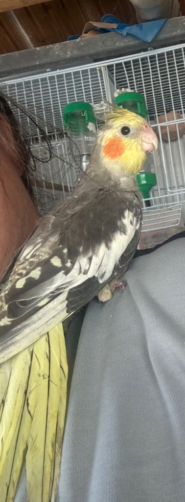 Baby cockatiel ( hand reared )