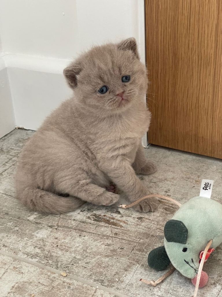 GCCF MALE BRITISH SHORTHAIR KITTEN