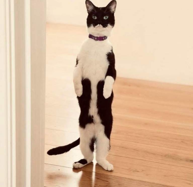 Lovely cats looking for a new home