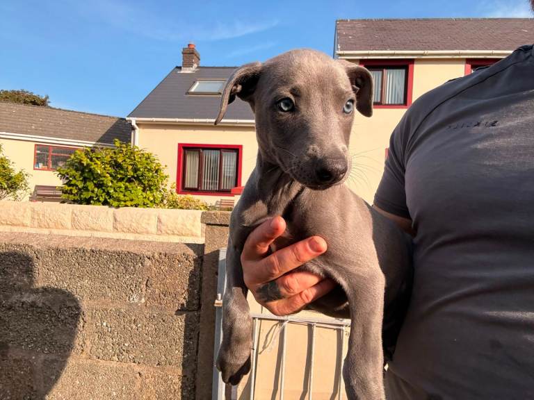 Whippet pups for sale pembrokeshire 