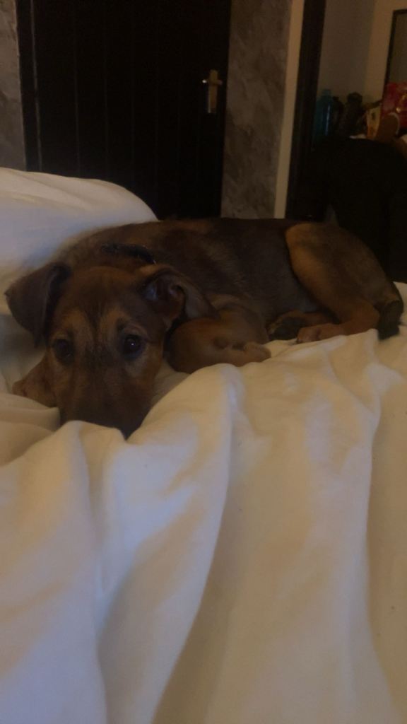 10 week old Belgium Malinois cross