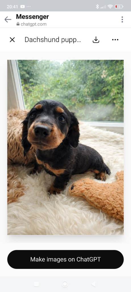 Cockapoo f2 Ready now