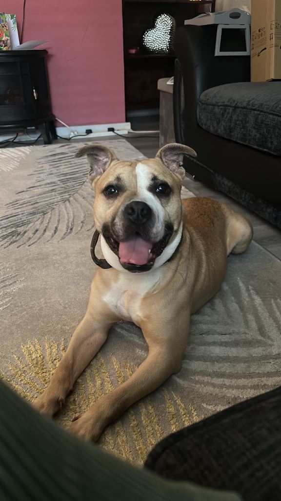 Staffordshire Bull Terrier Mix 