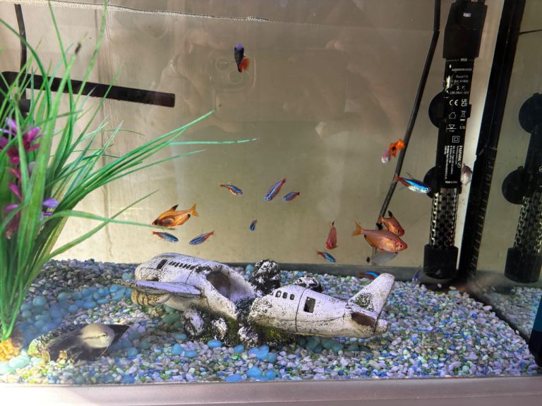 Fish tank and fish 